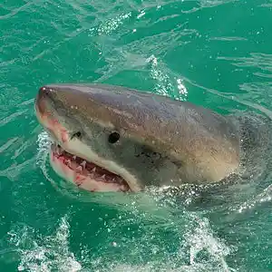 Picture for song 'trippie water' by artist 'NAJE V.'