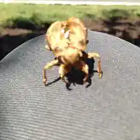 Picture for song 'Default Project' by artist 'FRANK JOSEPH ROKOB'