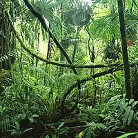 Picture for song 'Right in the Jungle' by artist 'Justblazeitup'