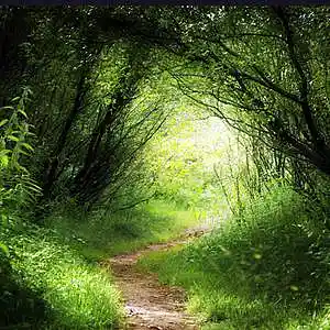 Picture for song 'Solitude' by artist 'TimM Songs'