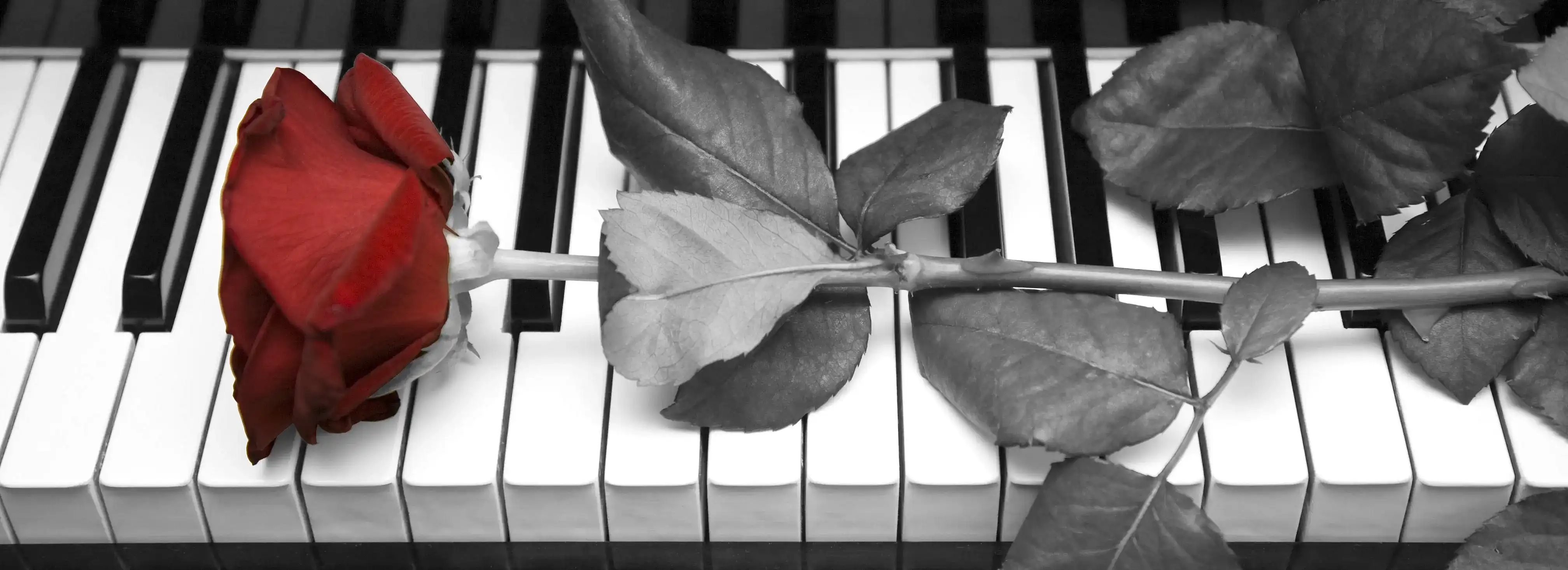 cover pic