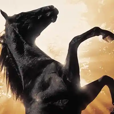 Picture for song 'Black Beauty Theme' by artist 'Previous Signs of Decay'