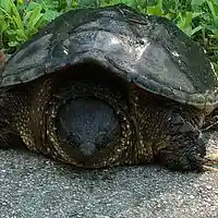 Picture for song 'Treachery' by artist 'D B Hankinster'