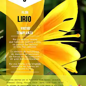 Picture for song 'Dia 8-Flor Lirio' by artist 'Producciones Vandor'