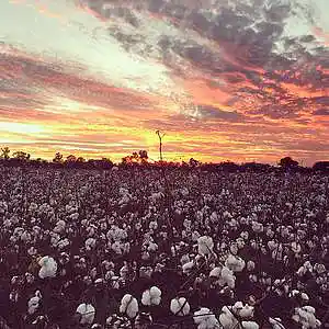 Picture for song 'STARS FELL ON ALABAMA' by artist 'Ucancallmeal'