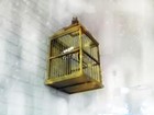 Picture for song 'golden cage' by artist 'dennis solinger'