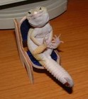 Picture for song 'Lizard' by artist 'Fallen Skies'