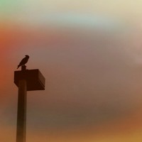 Picture for song 'flex' by artist 'Jive Turkey Records (Darwin Jackson)'