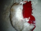 Picture for song 'blk ops blk ops (taken).mp3' by artist 'Just Beats Ent'