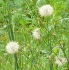 Picture for song 'secret of the dandelion' by artist 'MikeSch'