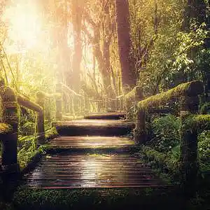 Picture for song 'Jungle' by artist 'PurpleCorbie'