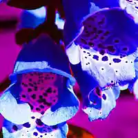 Picture for song 'wherefore the blues ' by artist 'ric kemper soundclick'