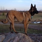 Picture for song 'D.O.G.' by artist 'Taggy Lee'