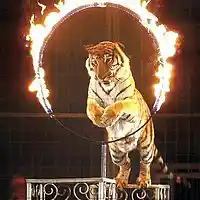 Picture for song 'Circus' by artist 'Ancient Ancestor'