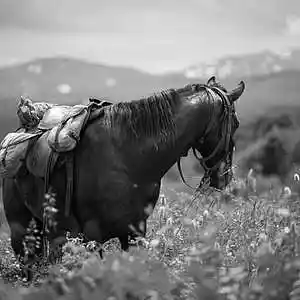 Picture for song 'Regenerating Horse Power' by artist 'Get A Kite'