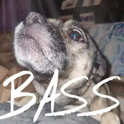 Picture for song 'BASS...' by artist 'Trent Akrigg'