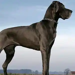 Picture for song 'Alpha' by artist '2Raw Muzik'