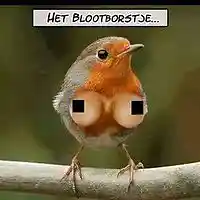 Picture for song 'Doodborstje' by artist 'Jammer59'