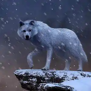 Picture for song 'Wolf' by artist 'Zordag'