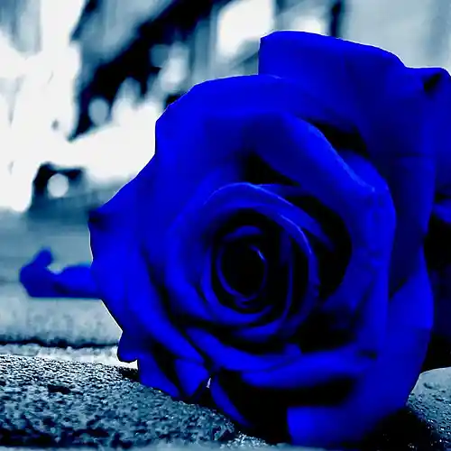 cover pic