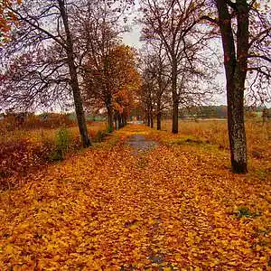 Picture for song 'Autumn Leaves Us Lingering' by artist 'Pocke Ohrstrom'