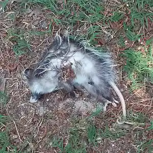 Picture for song 'Go Dig Those Holes' by artist 'Cevin Clay'