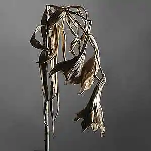 Picture for song 'She's Gone' by artist 'Jimi Sweeney'