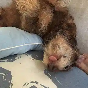 Picture for song 'soulnix' by artist 'LARZNEW'