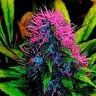 Picture for song 'Cotton Candy' by artist 'Neno Brown 803'