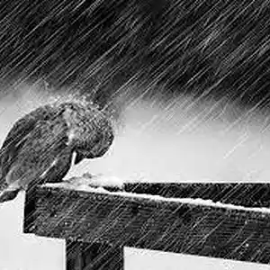 Picture for song 'Raining Prayers' by artist 'Revel Sounds'