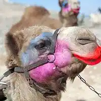 Picture for song 'Camel con-SULTAN-t' by artist 'Dollar Bill and the Unmentionables'