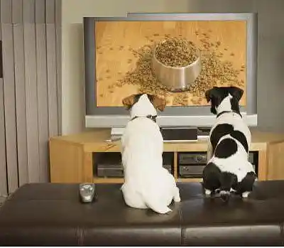 Picture for song 'This is His Weekend (to watch the dogs)' by artist 'FDP Jams'