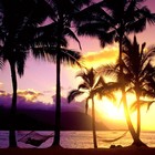 Picture for song 'Paradise : Futuristic : sold' by artist 'Arson Of ENCORE'