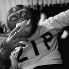 Picture for song '*SOLD* Monkey Kush' by artist 'BEATS by Diamond Style'