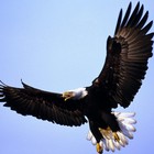 Picture for song 'Like And Eagle - Smooth R&B' by artist 'FyahBeatz'