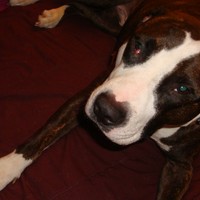 Picture for song 'In My Time of Dying' by artist 'Nightbreaker'