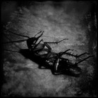 Picture for song '05 Insect State.mp3' by artist 'oxyde noir'