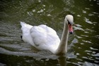 Picture for song 'The Swan On The River' by artist 'Roger John'