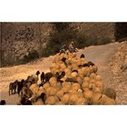 Picture for song '01 MY FRIEND MOSES.MP3' by artist 'The Living Word'