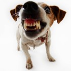 Picture for song 'Calling to the Dogs' by artist 'Will CaReed'