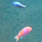 Picture for song 'HELLS ANGELS.mp3' by artist 'ZZAFTY'