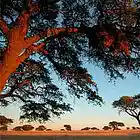 Picture for song 'Horns on the Savana' by artist 'The Electric Cow Bell Project'