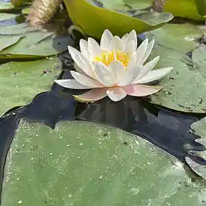 Picture for song 'Co-Pilot' by artist 'Transistorsprache'