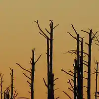 Picture for song 'Light my Fire' by artist 'dave musselman'