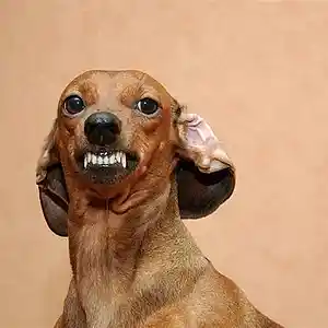 Picture for song 'BARKING 3' by artist 'Desibell And The Raiders Of The Lost Quark'