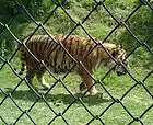 Picture for song 'Caged Beast' by artist 'Silent Assasins'