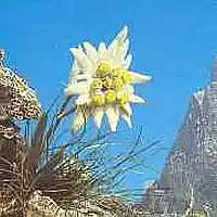 Picture for song 'EDELWEISS' by artist 'Alexis VAN EECKHOUT'
