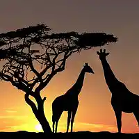 Picture for song 'African Plains' by artist 'Klaatu (CT)'