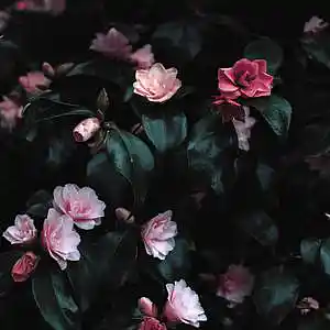 Picture for song 'Forget (BUY 1 GET 1 FREE)' by artist 'Lil Light'