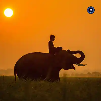 Picture for song 'Thailand (Buy 1 Get 10 Free)' by artist 'Kontraa'